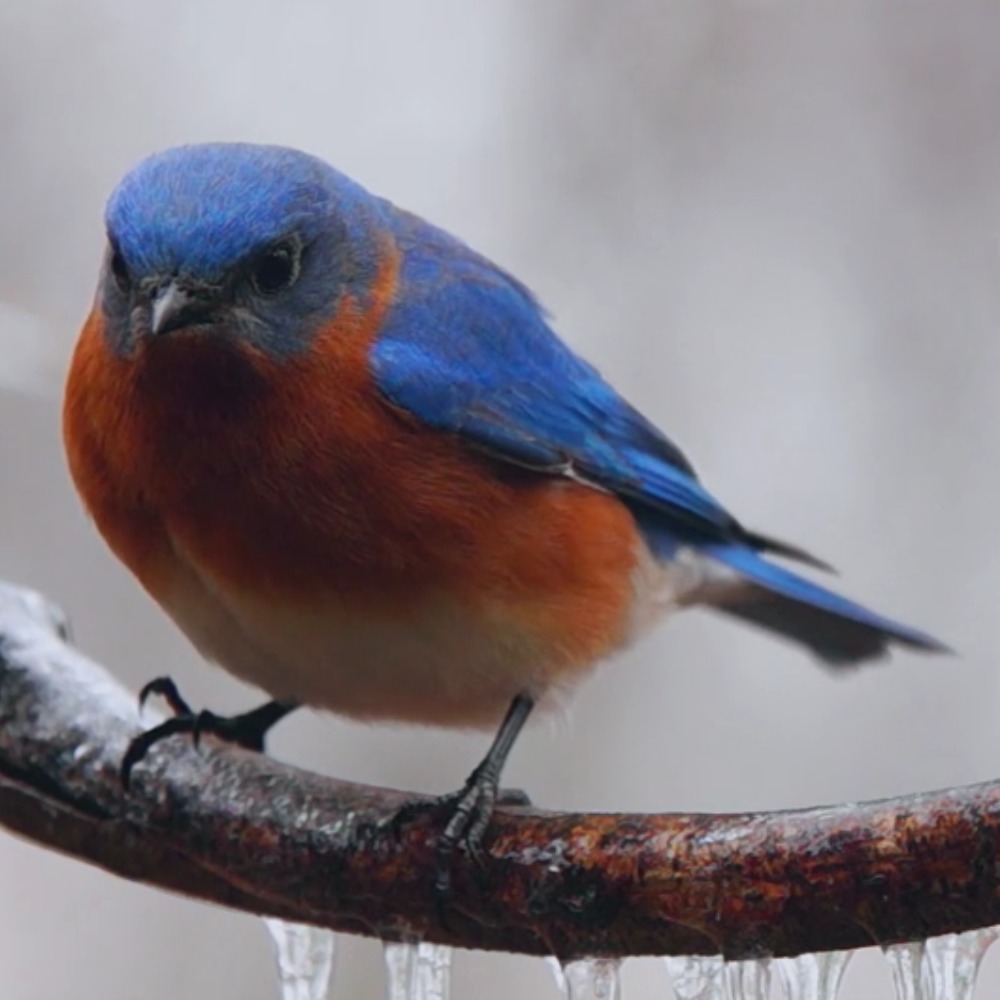 Meet your Posher, Ana